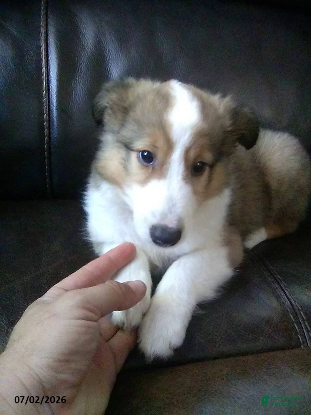 Shetland Sheepdog dogs for sale: Carter - Ad 2
