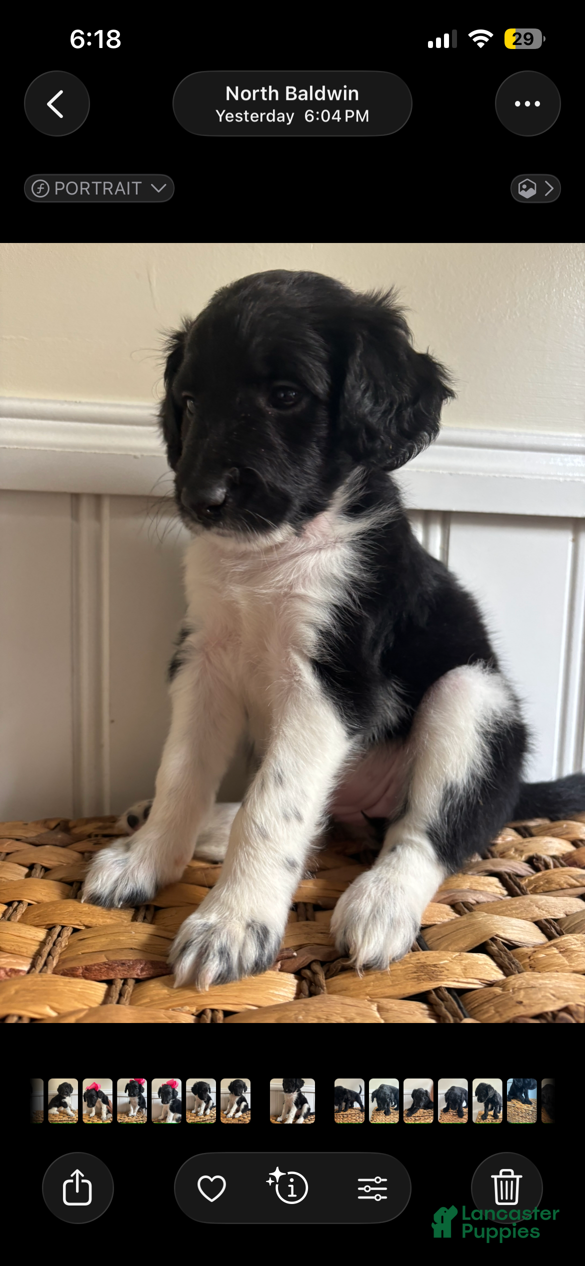 Labradoodle dogs Princess  - Ad 39