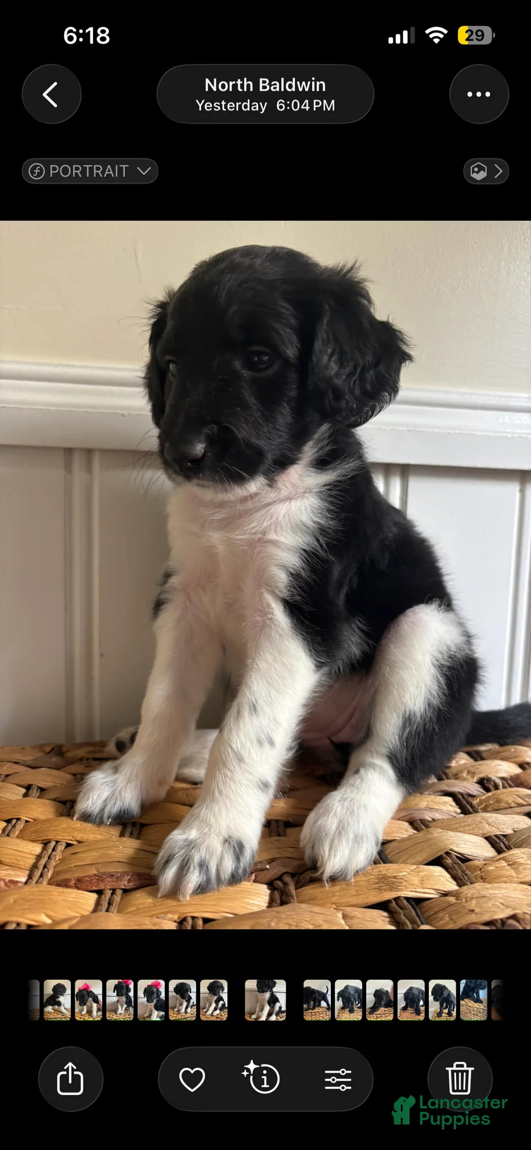 Labradoodle dogs for sale: Princess  - Ad 1