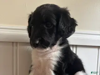 Labradoodle dogs Princess - Ad 40