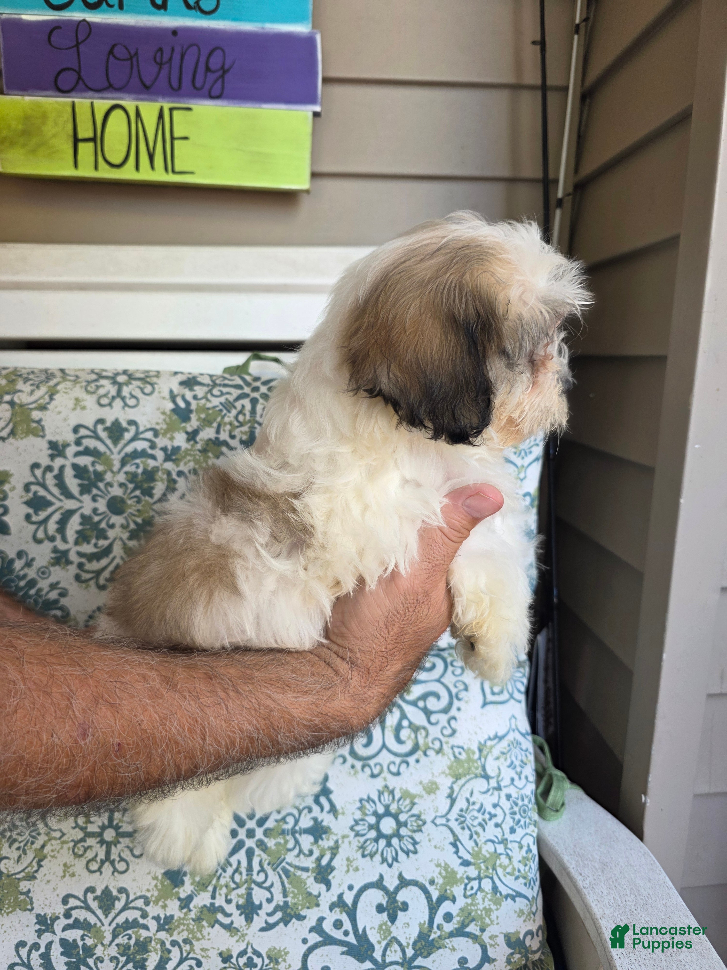 Shih Tzu dogs Maggie  - Ad 2