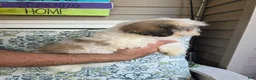 Shih Tzu dogs for sale: Maggie  - Ad 2
