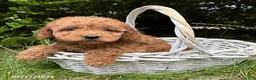 Cockapoo dogs for sale: Zayla - Ad 2
