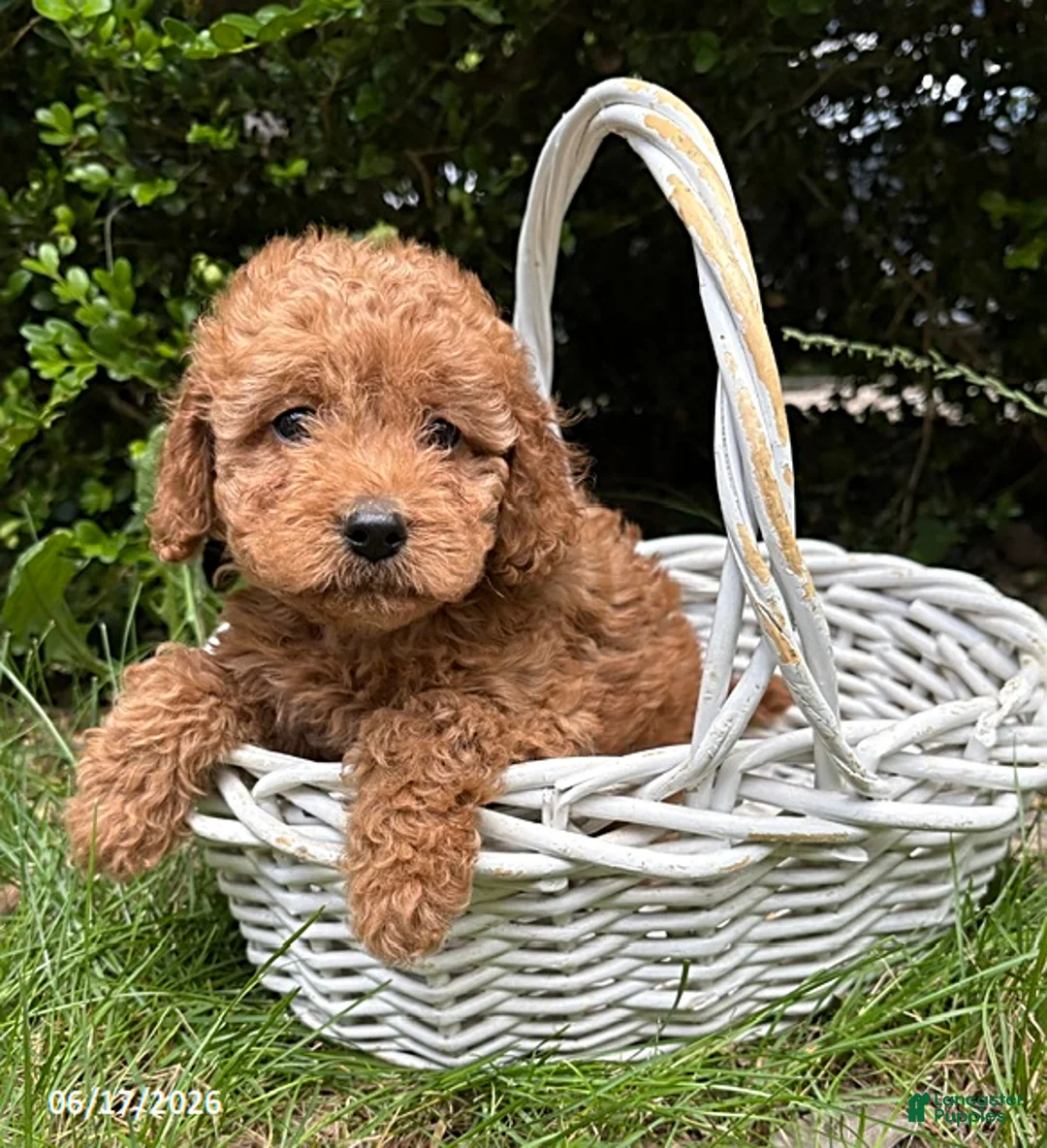 Cockapoo dogs for sale: Zayla - Ad 2