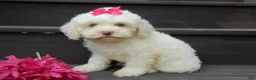 Cockapoo dogs for sale: Angel - Ad 4