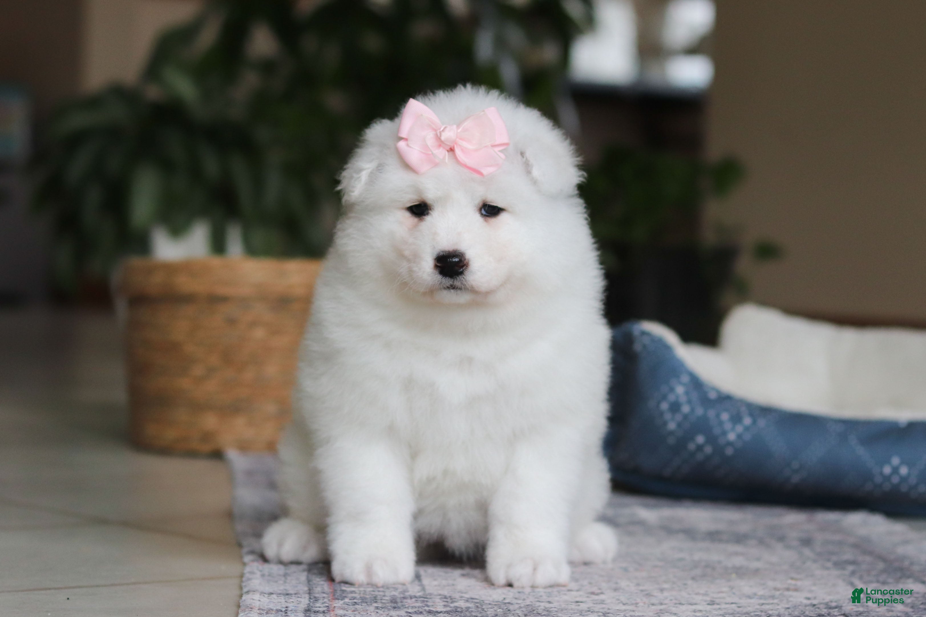 Samoyed dogs June - Ad 2