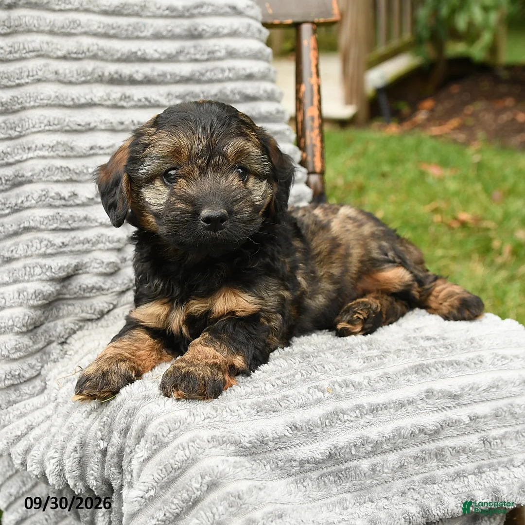 Cockapoo dogs for sale: Penny - Ad 3