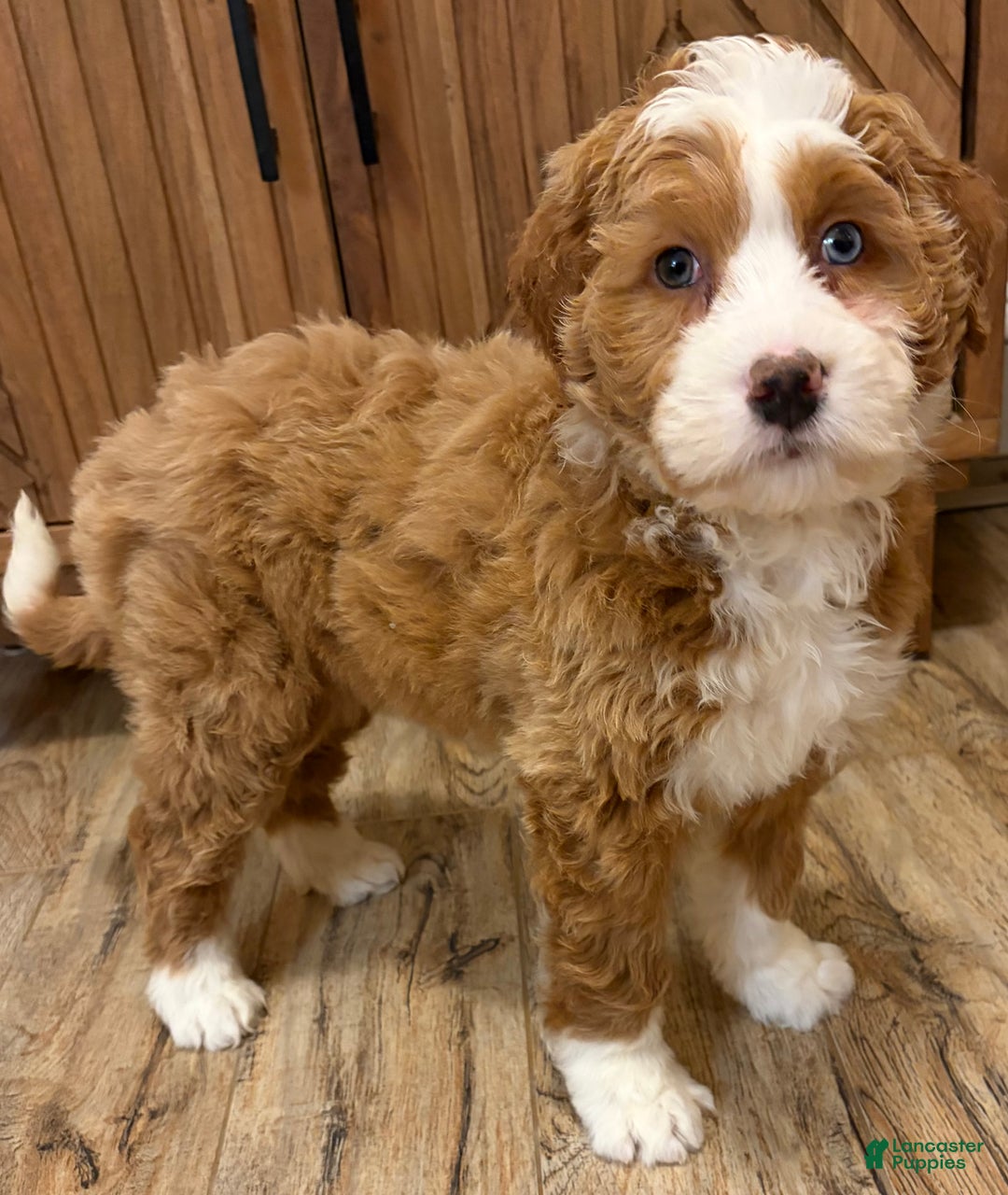 Mini Bernedoodle dogs for sale: 💗 IN BOSTON MASSACHUSETTS AREA 💗 RED AND WHITE GIRL WITH ONE BLUE EYE 💗 MINI BERNEDOODLE 💗 - Ad 3