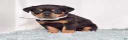 Rottweiler dogs for sale: Shadow - Ad 3