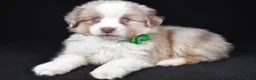 Miniature Australian Shepherd dogs for sale: Delta - Ad 5