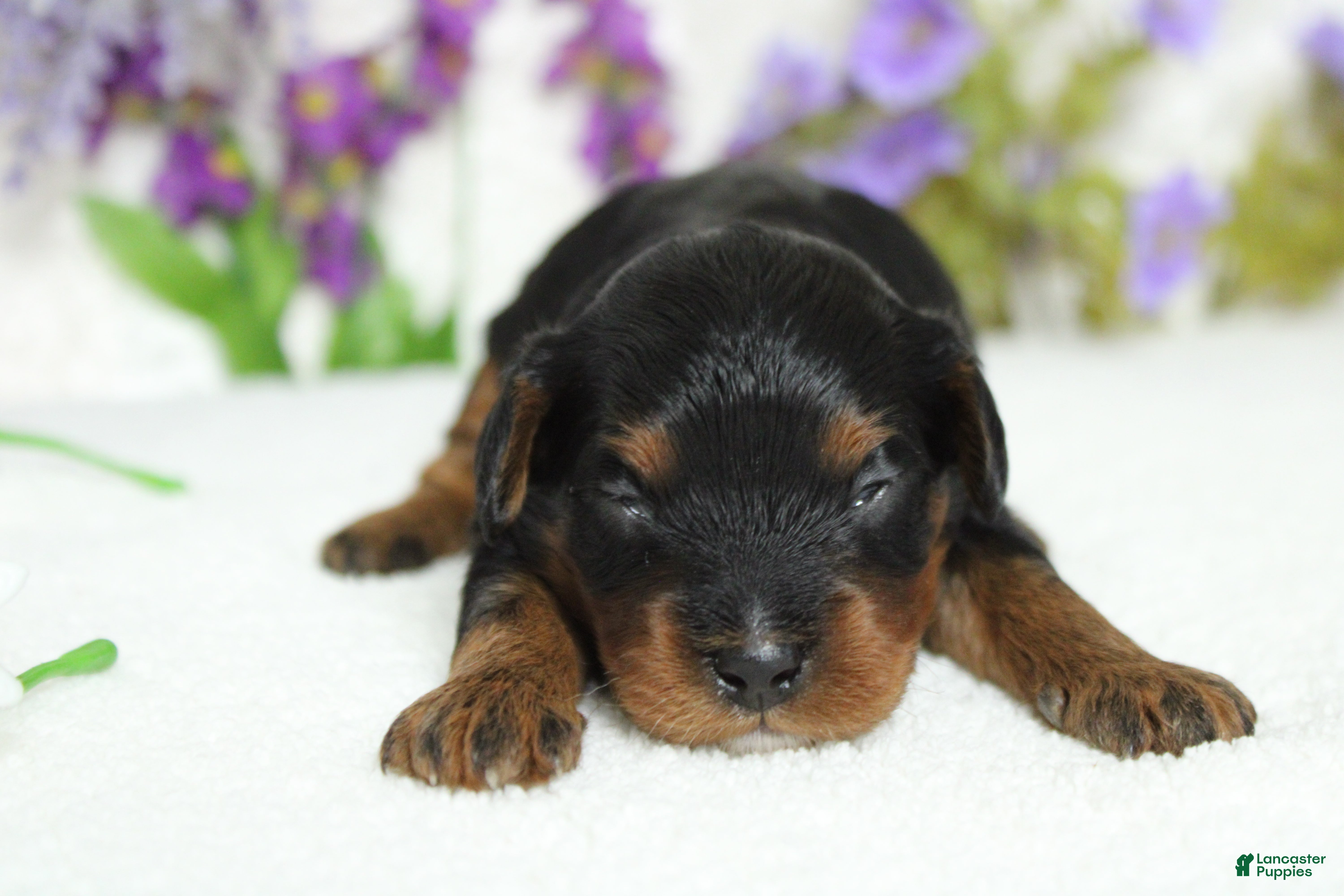 Toy Poodle dogs Phantom  - Ad 8