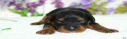 Toy Poodle dogs for sale: Phantom  - Ad 1