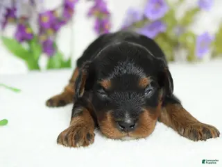 Toy Poodle dogs Phantom - Ad 8