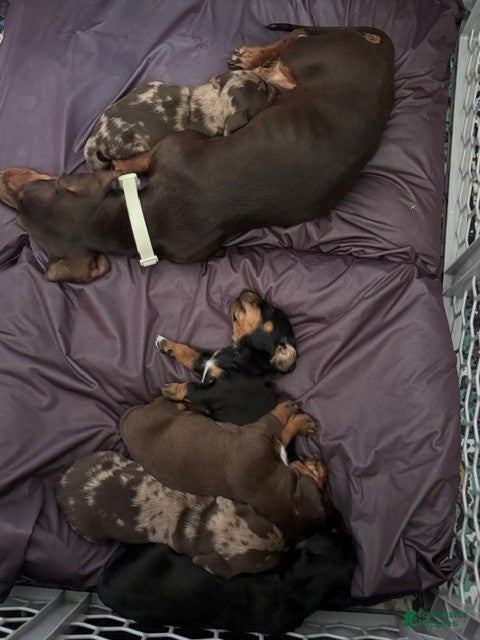 Miniature Dachshund dogs Miniature Dachshund 3 - Ad 2