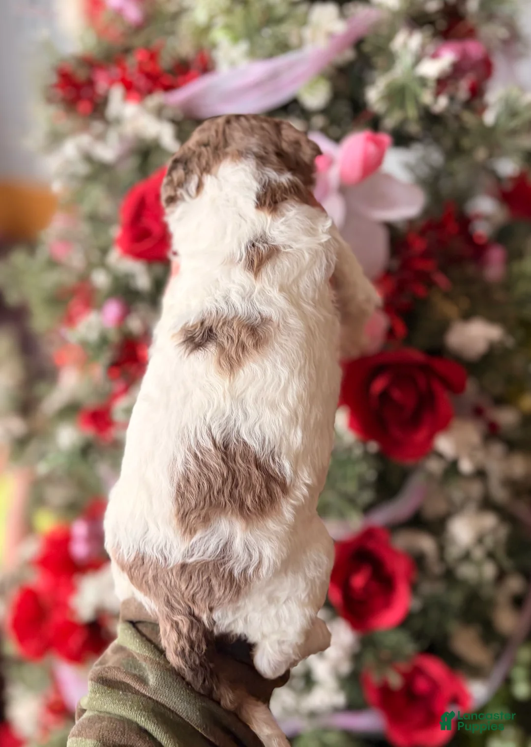 Goldendoodle dogs for sale: Goldendoodle Puppy 7 - Ad 2