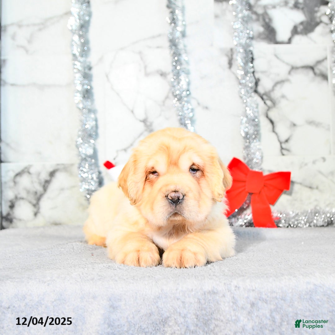 Mini Hippo dogs for sale: Duke - Ad 2