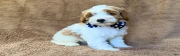 Cavapoo dogs for sale: Shadow - Ad 4