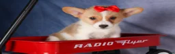 Welsh Corgi Pembroke dogs for sale: Conner  - Ad 17