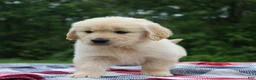 Golden Retriever dogs for sale: Theo - Ad 4
