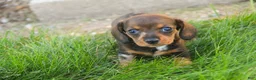 Miniature Dachshund dogs for sale: Maxine Miniature Dachshund  - Ad 3