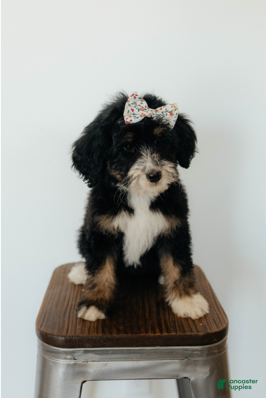 Bernedoodle dogs Medium Sized Female Bernedoodle - Aphrodite - Ad 1