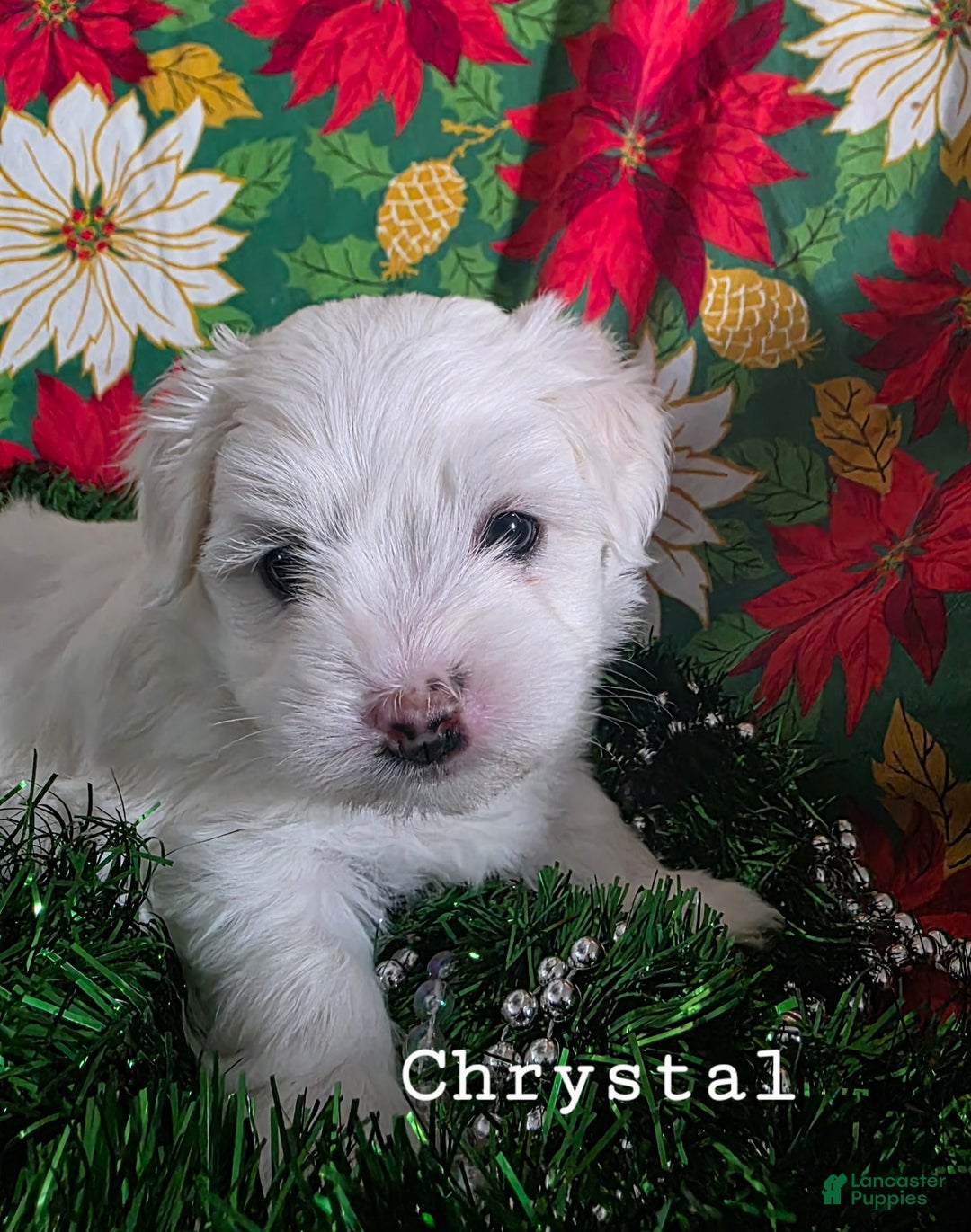 Coton De Tulear dogs for sale: Crystal - Ad 1