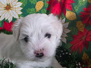 Coton De Tulear dogs Crystal - Ad 19