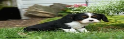 Cavalier King Charles Spaniel dogs for sale: Equinox - Ad 3