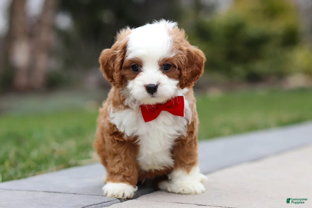 Cavapoo dogs for sale: Little Bear - Ad 2