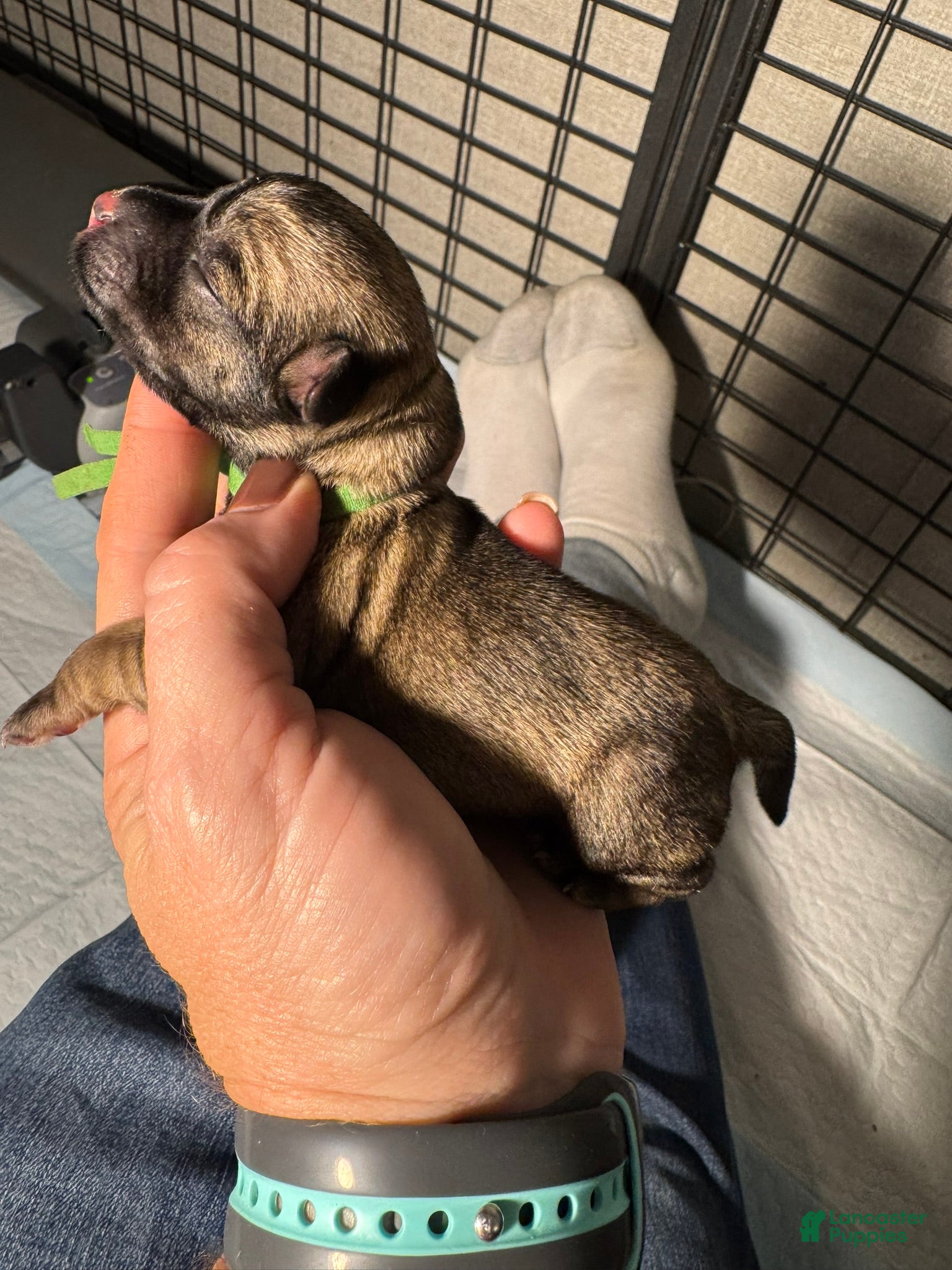 Miniature Schnauzer dogs Biscuit - Ad 4