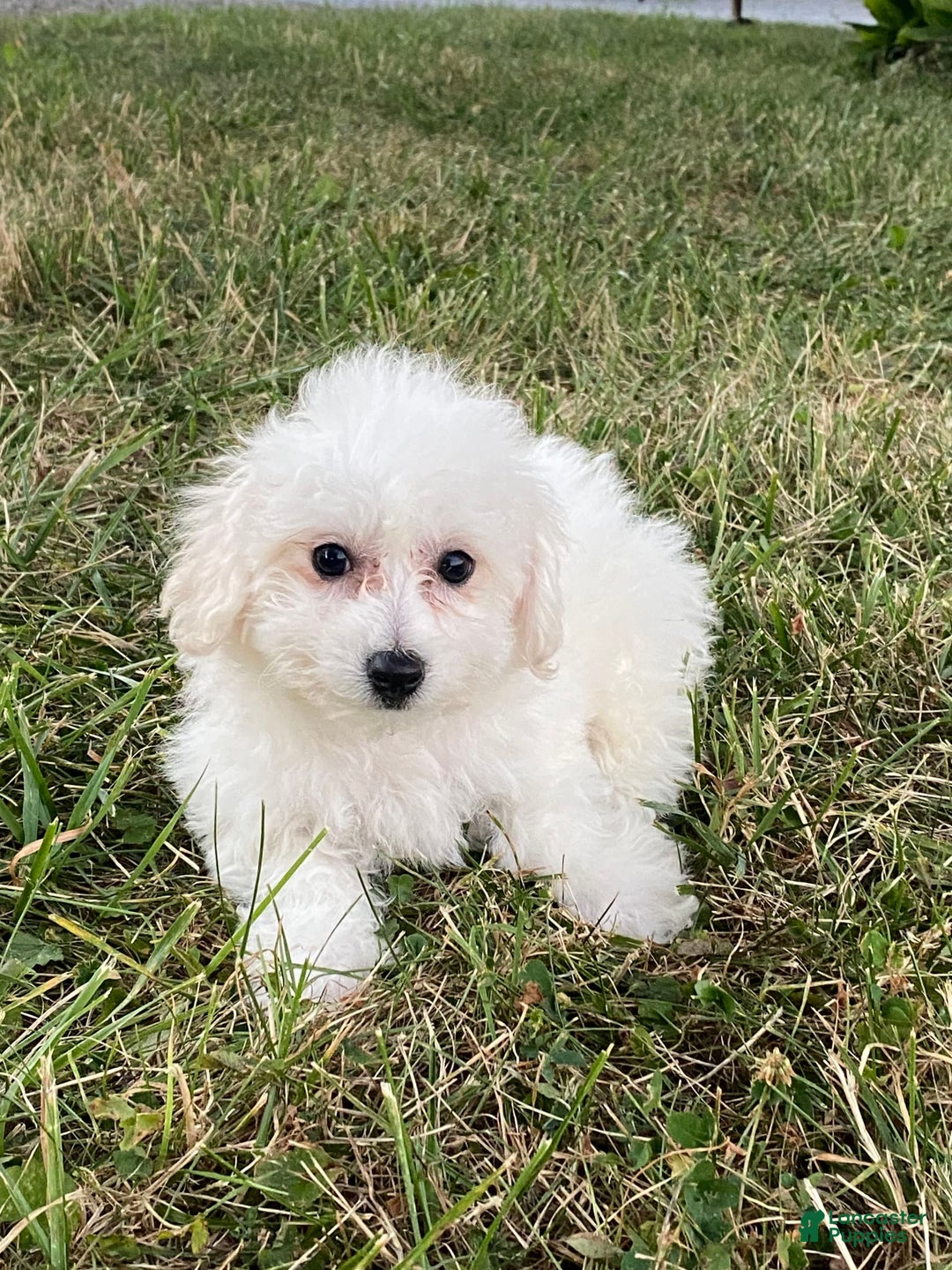 Bichon Frise dogs for sale: Buddy - Ad 6