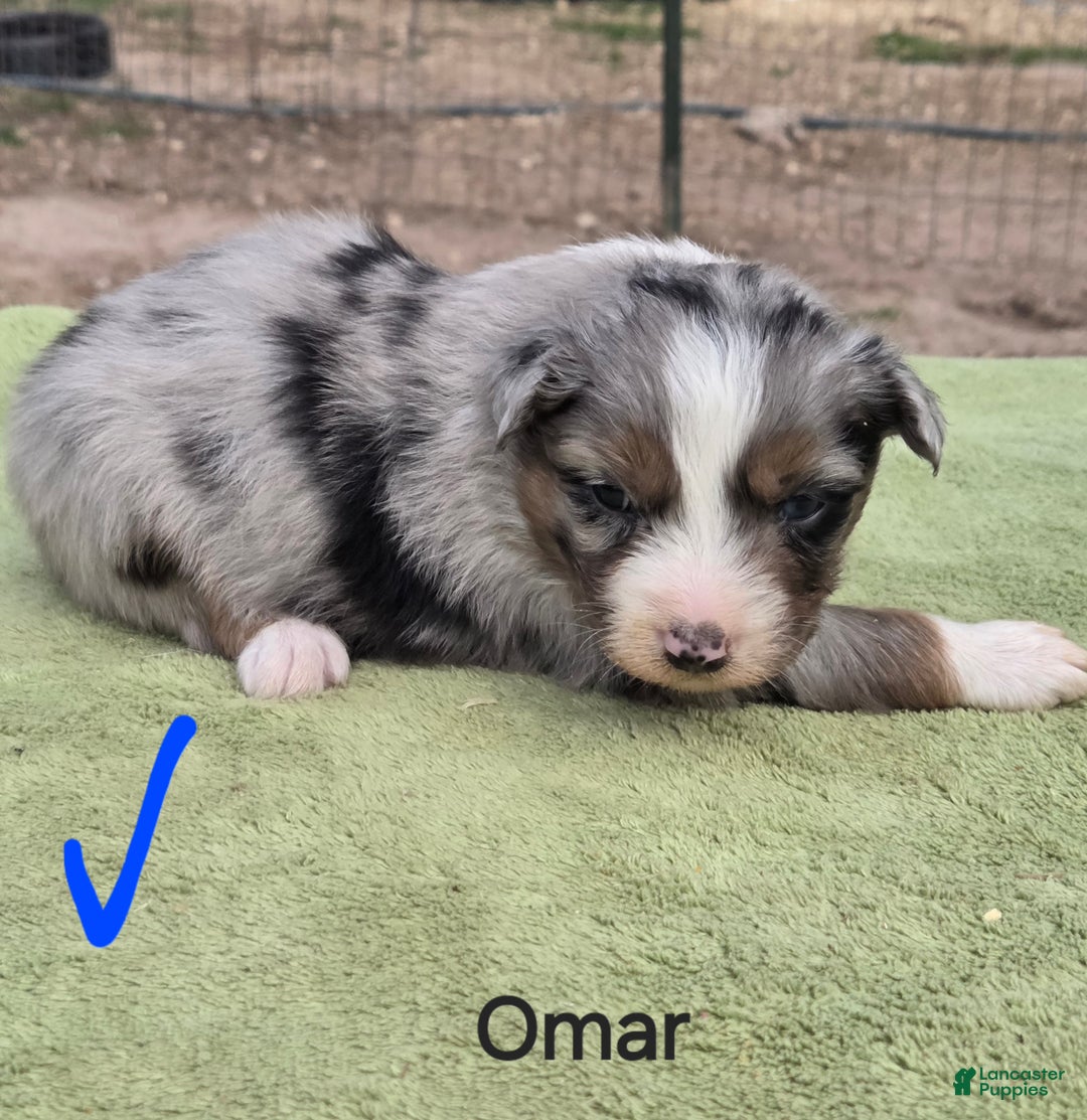 Australian Shepherd dogs for sale: Omar - Ad 2