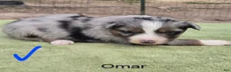 Australian Shepherd dogs for sale: Omar - Ad 2