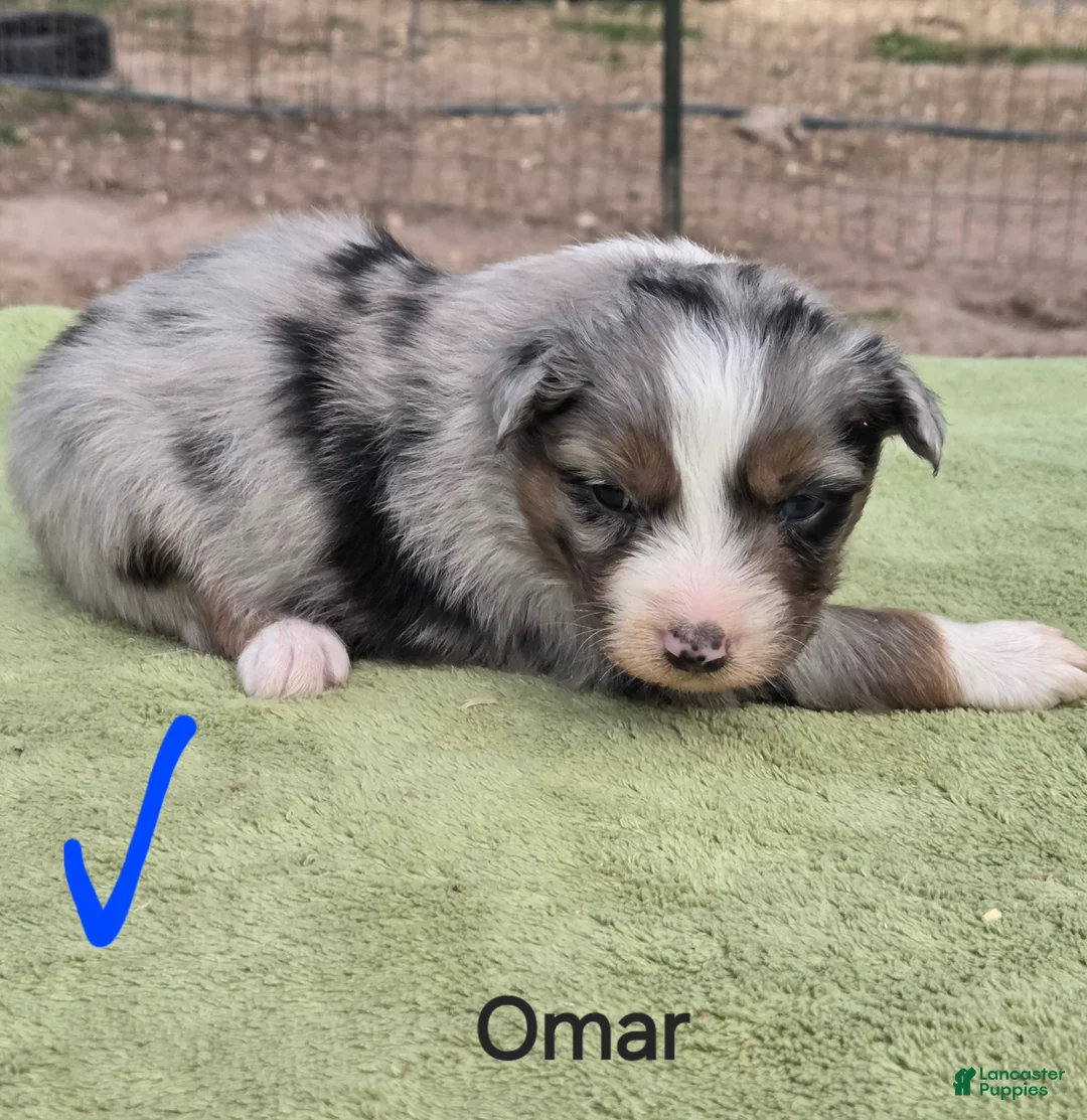 Australian Shepherd dogs for sale: Omar - Ad 2