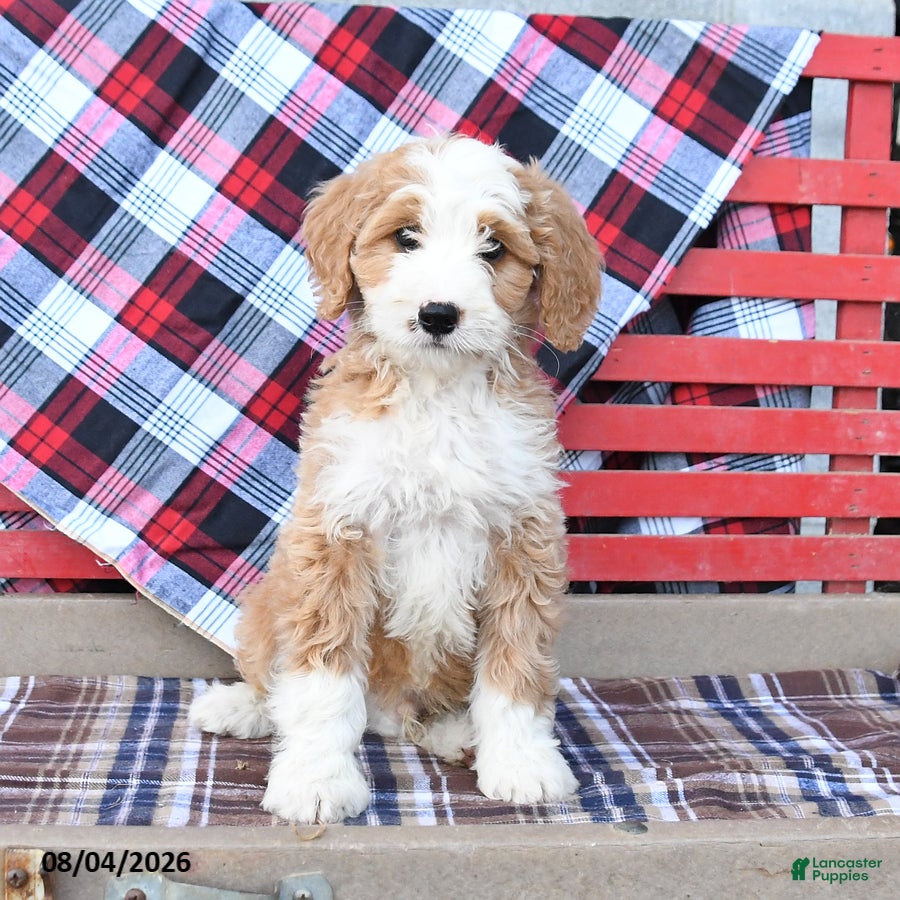 Mini Bernedoodle dogs Sunny  - Ad 1