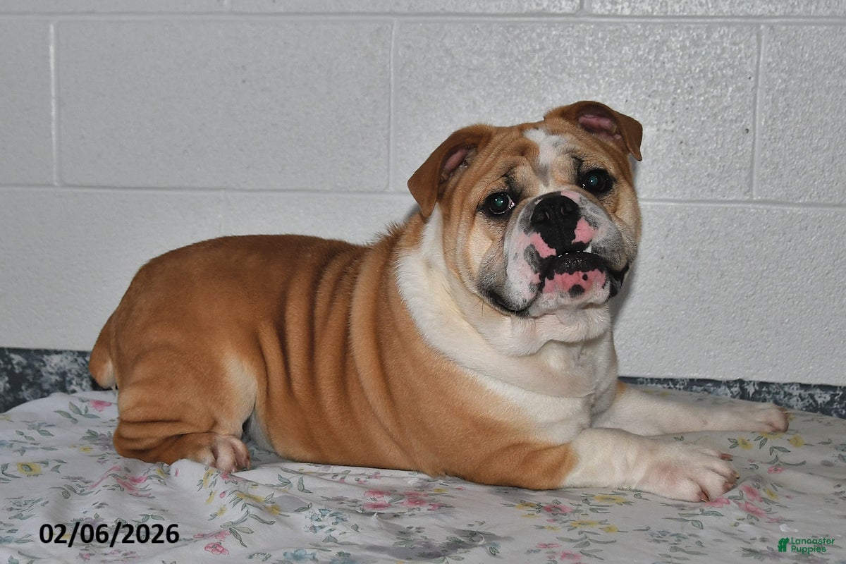 Mixed Breed dogs Bruce - Ad 35