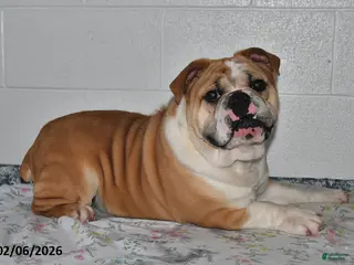 Mixed Breed dogs Bruce - Ad 35