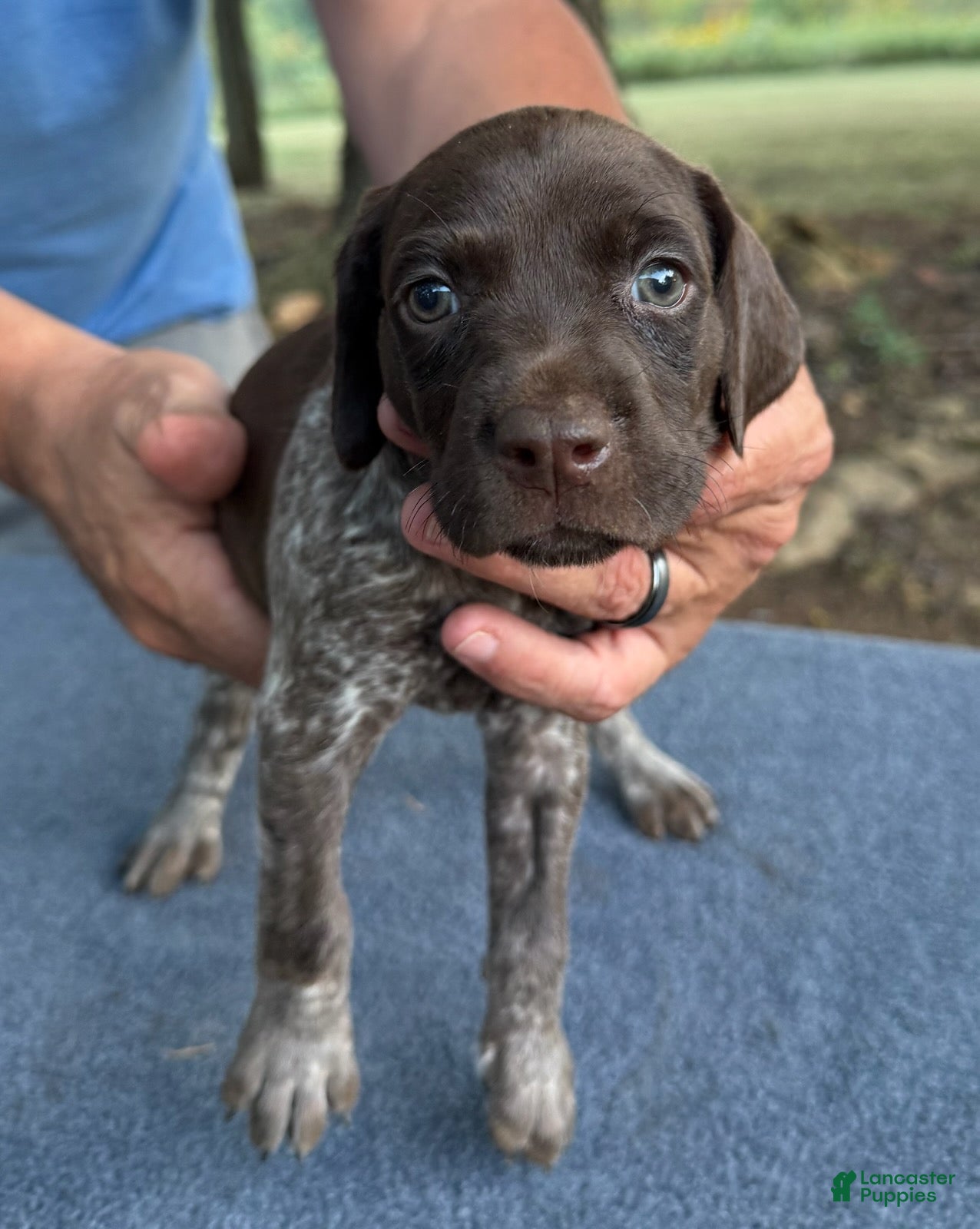 German Shorthaired Pointer dogs Girl 2 - Ad 2