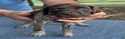 German Shorthaired Pointer dogs for sale: Girl 2 - Ad 2