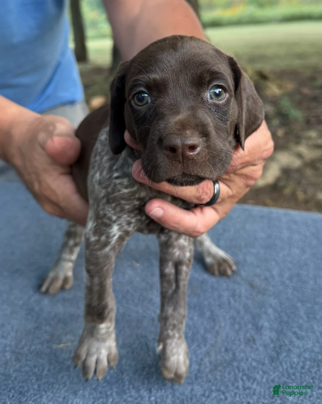 German Shorthaired Pointer dogs for sale: Girl 2 - Ad 2