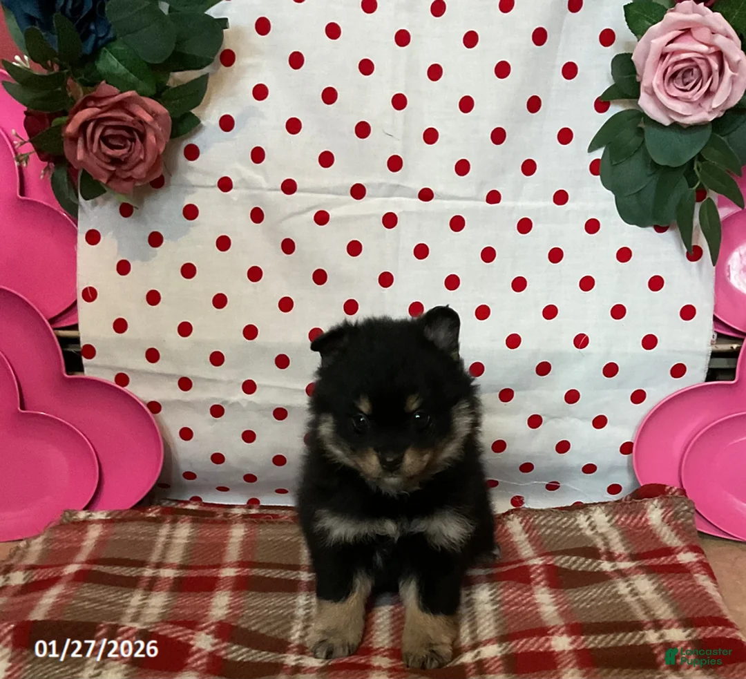 Pomsky dogs for sale: Mia  - Ad 3