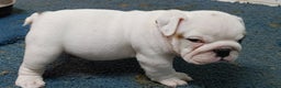 English Bulldog dogs for sale: Eli - Ad 6