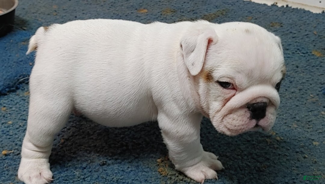 English Bulldog dogs for sale: Eli - Ad 6