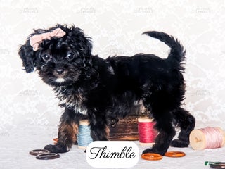 Cavapoo dogs - Ad 11