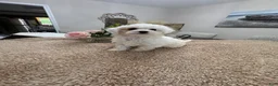 Mini Goldendoodle dogs for sale: Mini Goldendoodle 6 - Ad 3