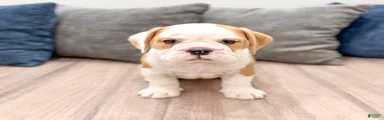 Bella