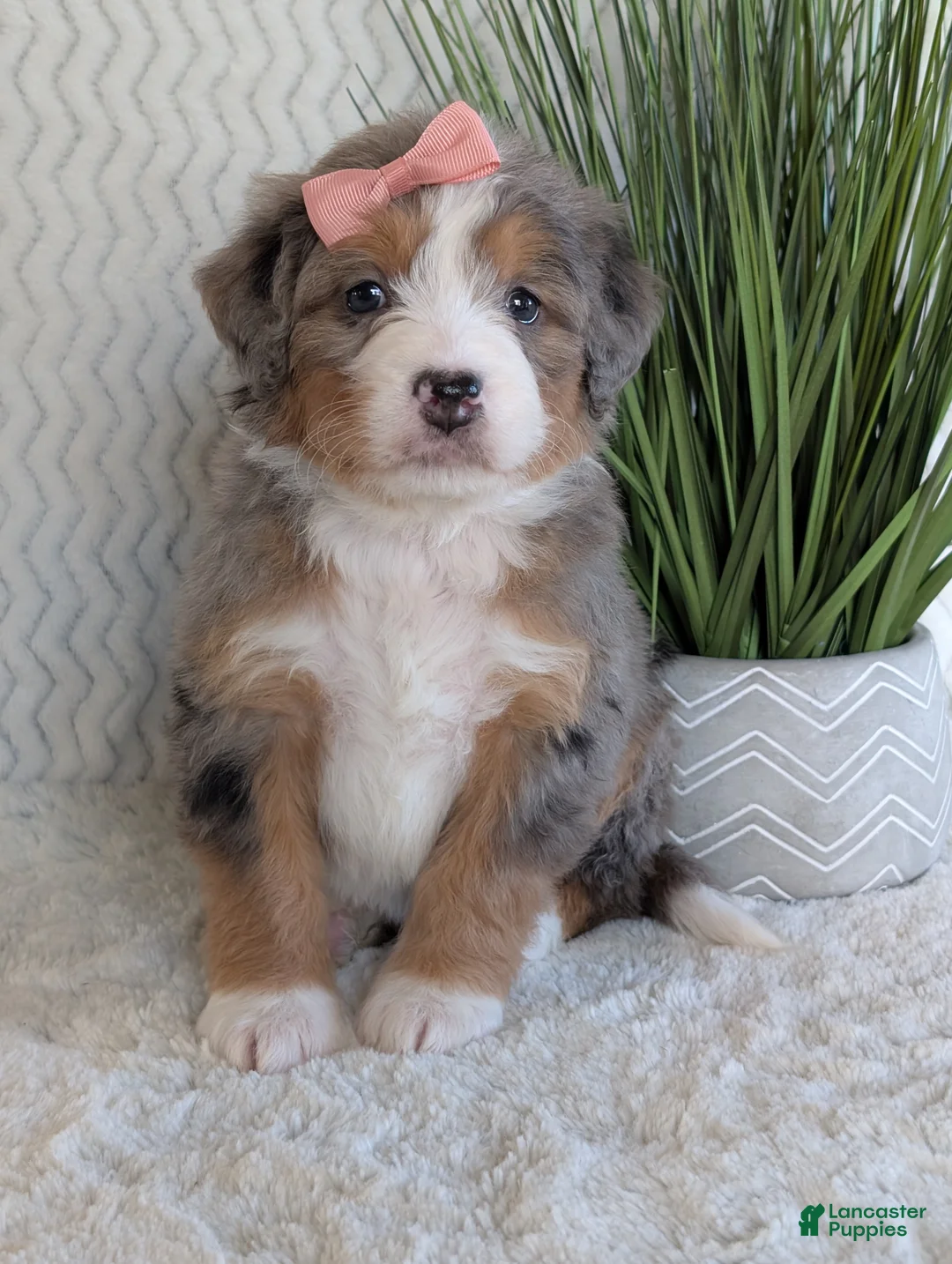 Mini Bernedoodle dogs for sale: Mini Indy  - Ad 18