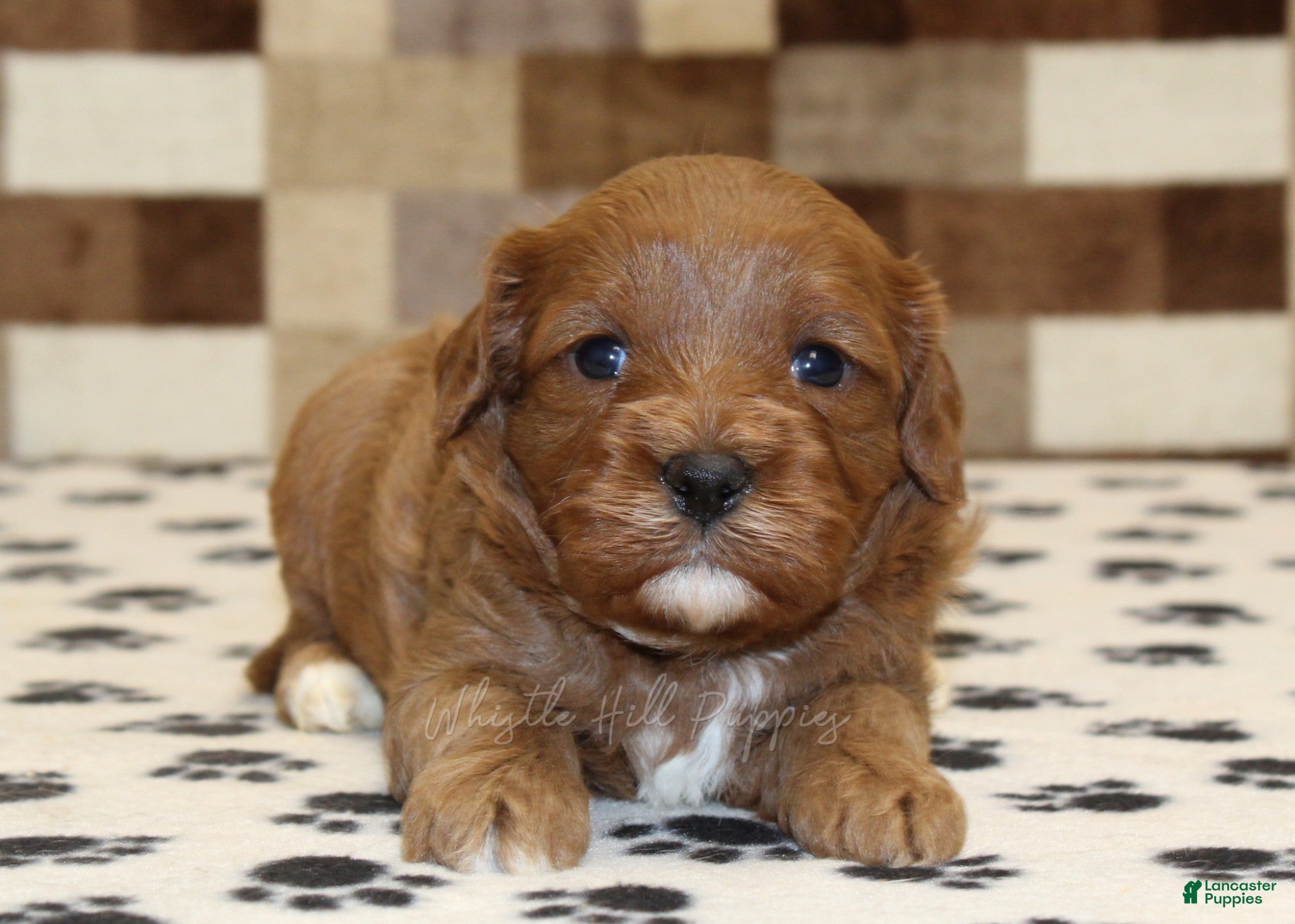 Cavapoo dogs Grace - Ad 2