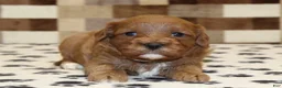 Cavapoo dogs for sale: Grace - Ad 2