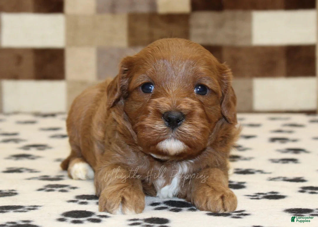 Cavapoo dogs for sale: Grace - Ad 2